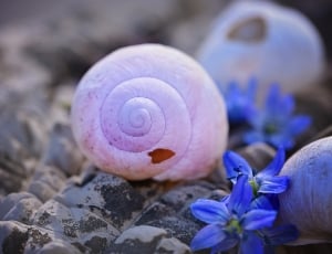 white seashell flower with purple petaled flower closeup photo thumbnail