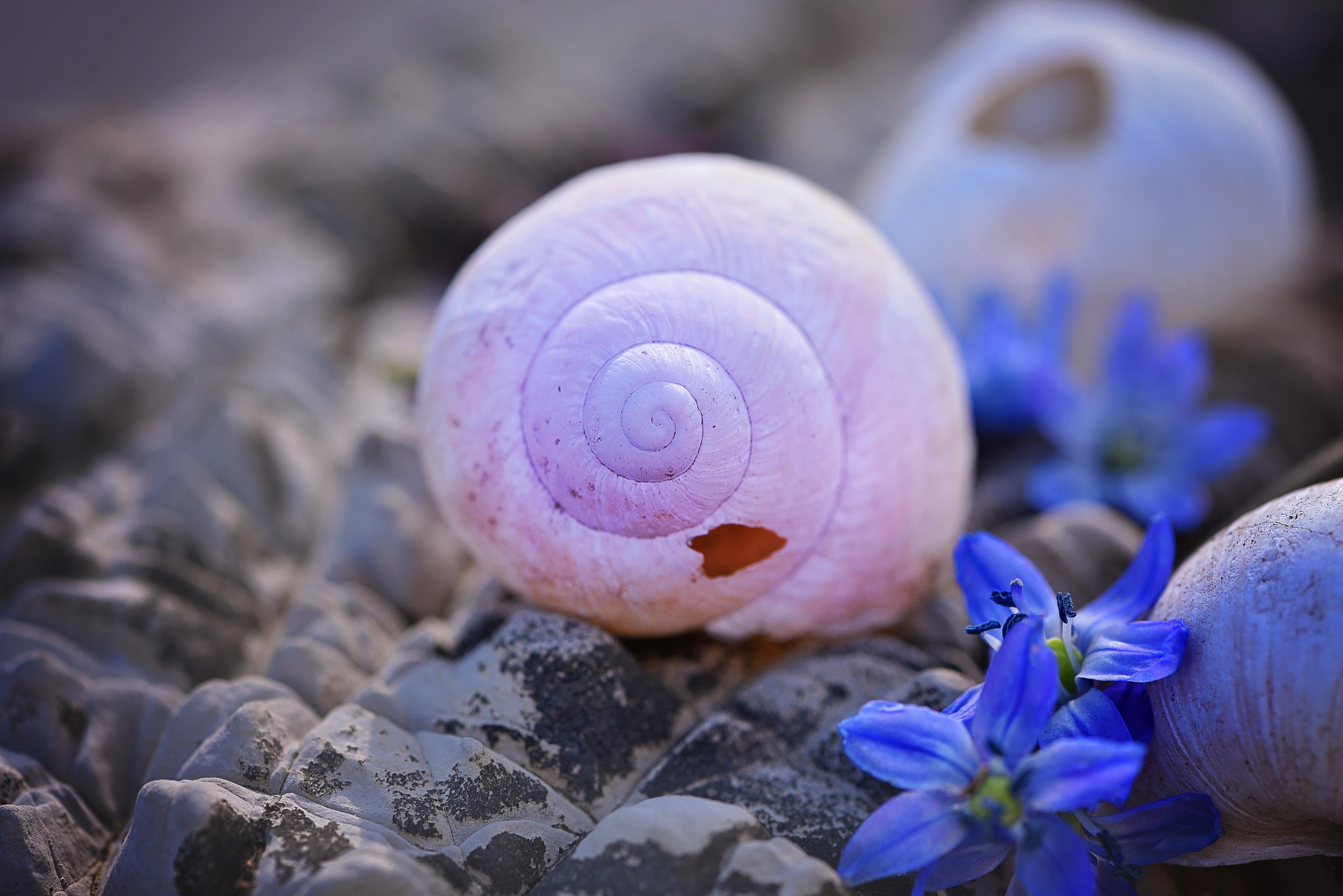 white seashell flower with purple petaled flower closeup photo