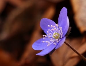 shallow focus of purple flower thumbnail