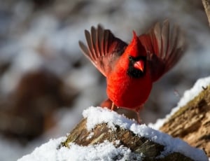 shallow focus photography of red bird thumbnail