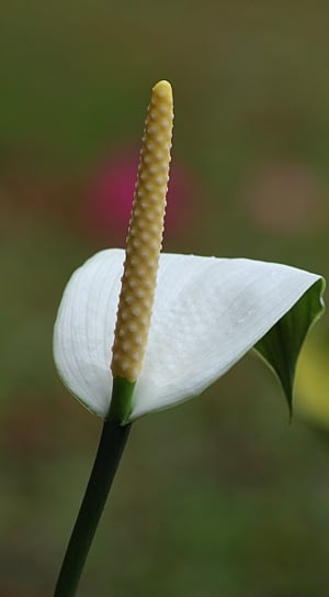 white peace lily thumbnail