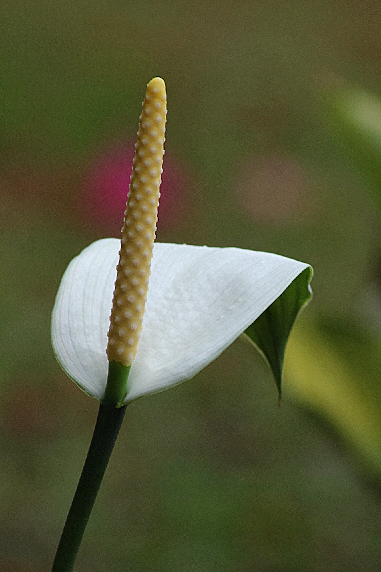 white peace lily