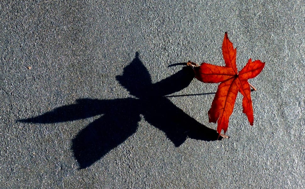 red leaf, shadow preview