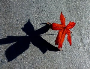red leaf, shadow thumbnail