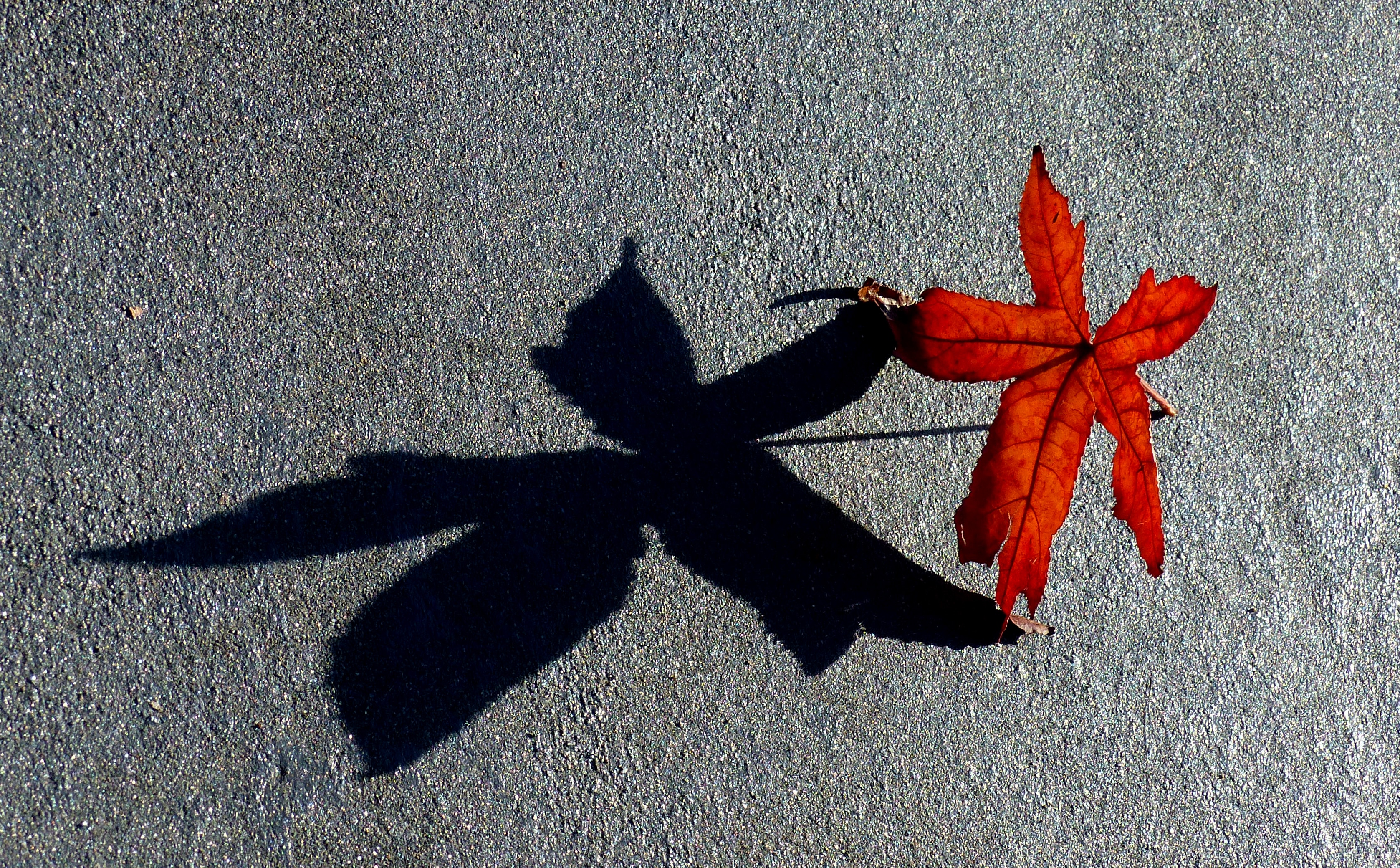 red leaf, shadow