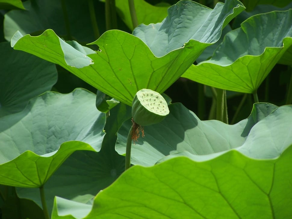 Lotus Seed Head, Lotus, Leaves, leaf, green color preview