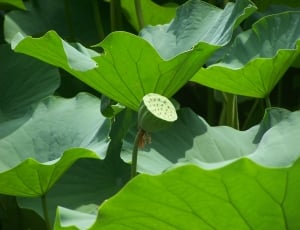 Lotus Seed Head, Lotus, Leaves, leaf, green color thumbnail