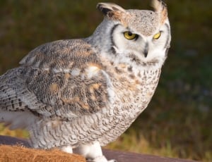 white and brown owl thumbnail