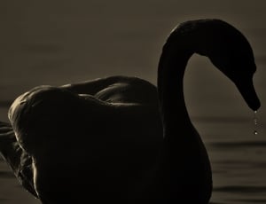 silhouette of swan thumbnail