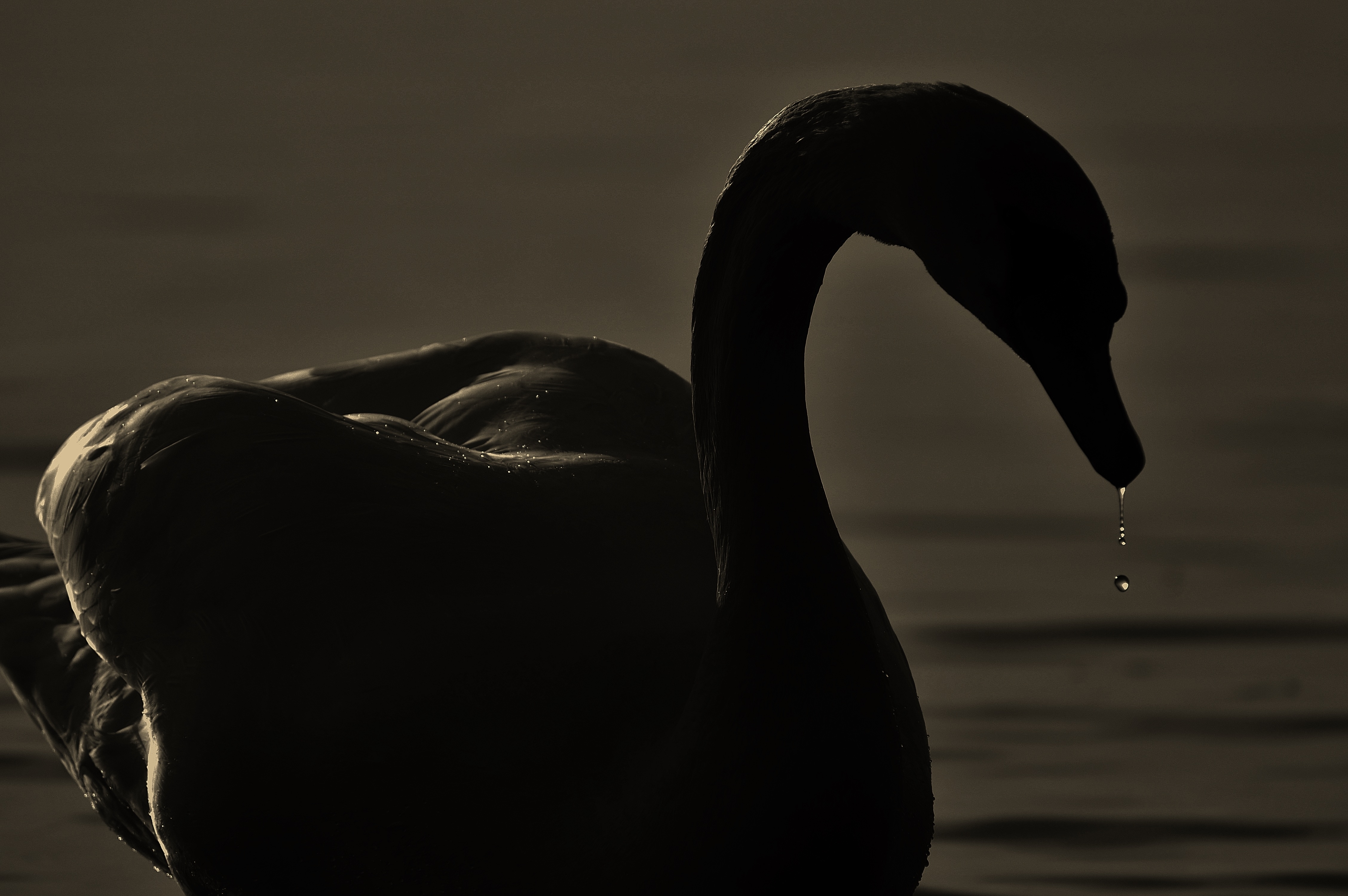 silhouette of swan