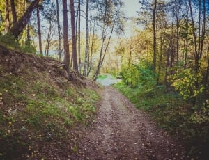 unpaved road with tall tress thumbnail