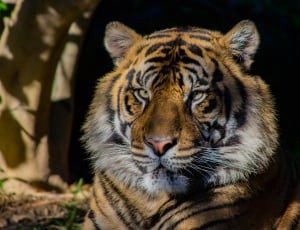photo of tiger thumbnail