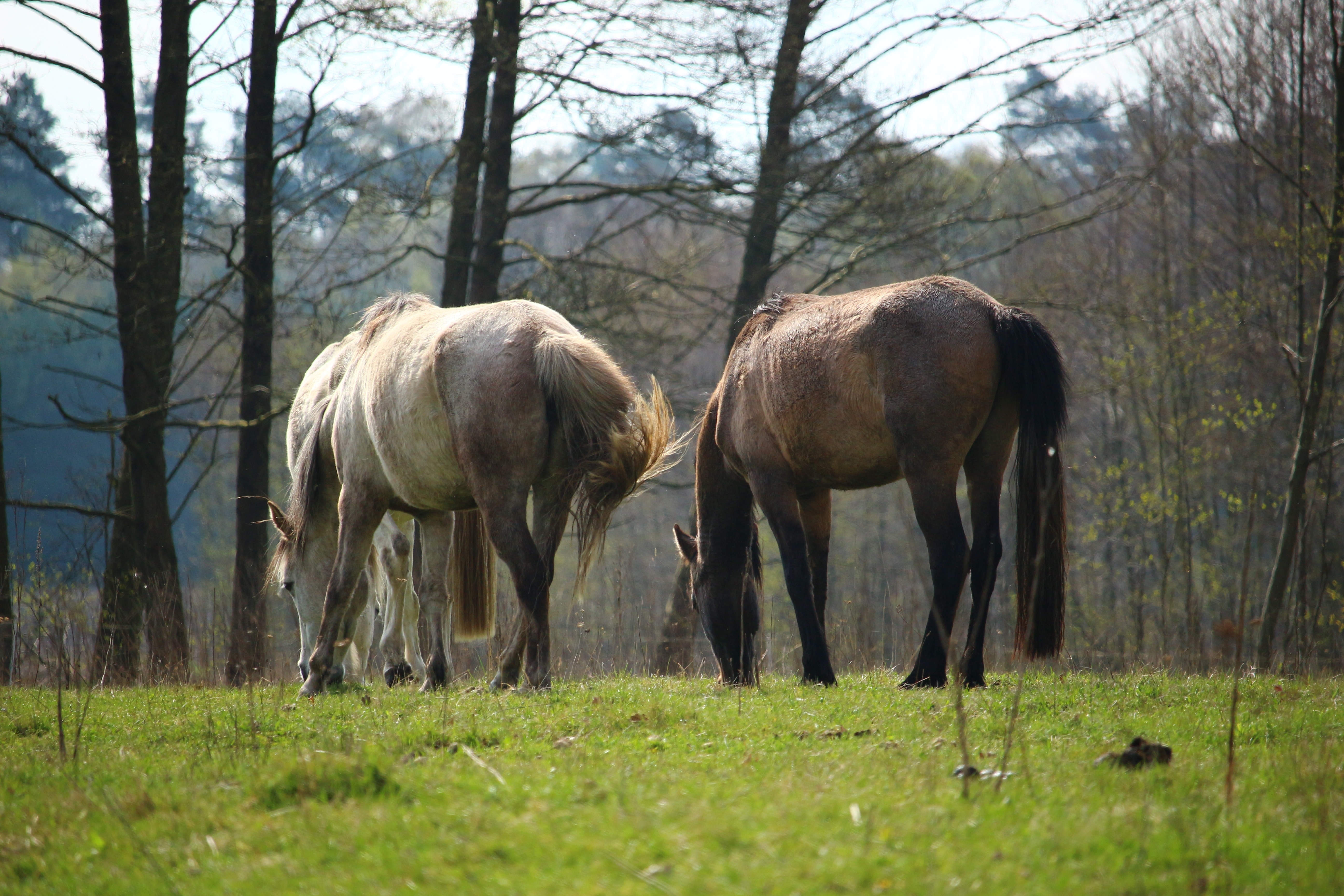 2 brown and white horse