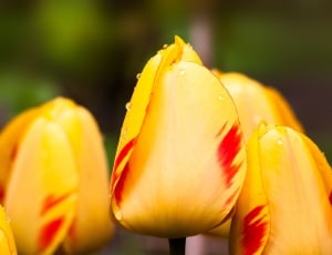 Lily, Flowers, Tulips, Nature, flower, petal thumbnail