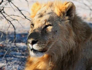 Safari, Africa, Etosha, Lion, Namibia, one animal, animals in the wild thumbnail