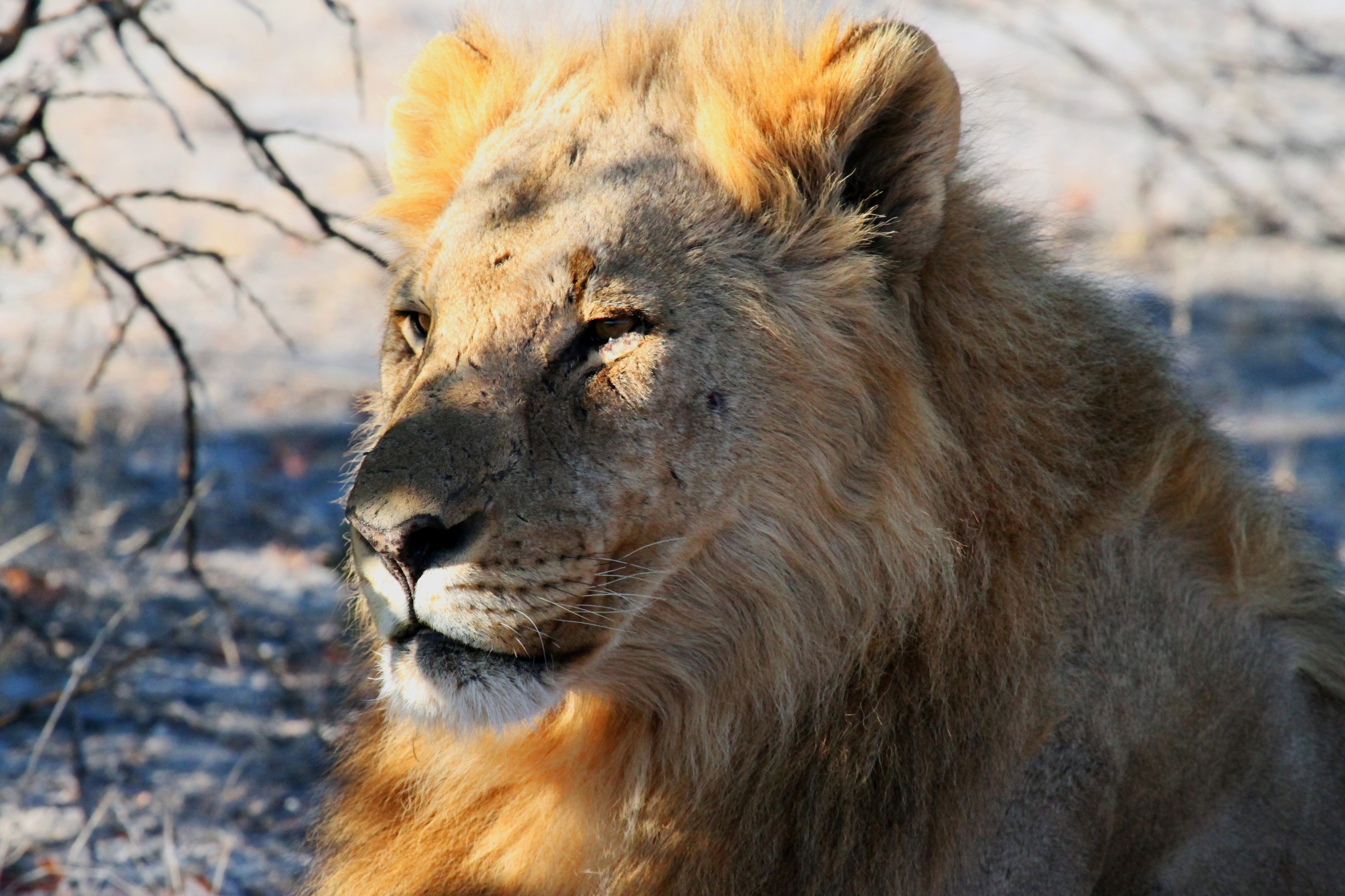 Safari, Africa, Etosha, Lion, Namibia, one animal, animals in the wild
