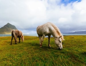 white and brown 2 horse eating grass in the island near by mountain thumbnail