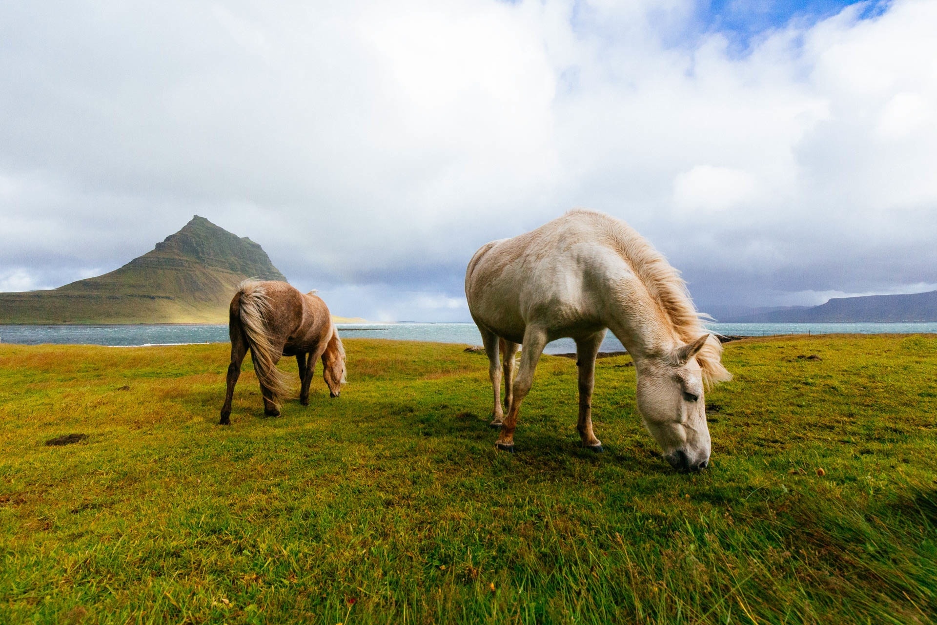 white and brown 2 horse eating grass in the island near by mountain