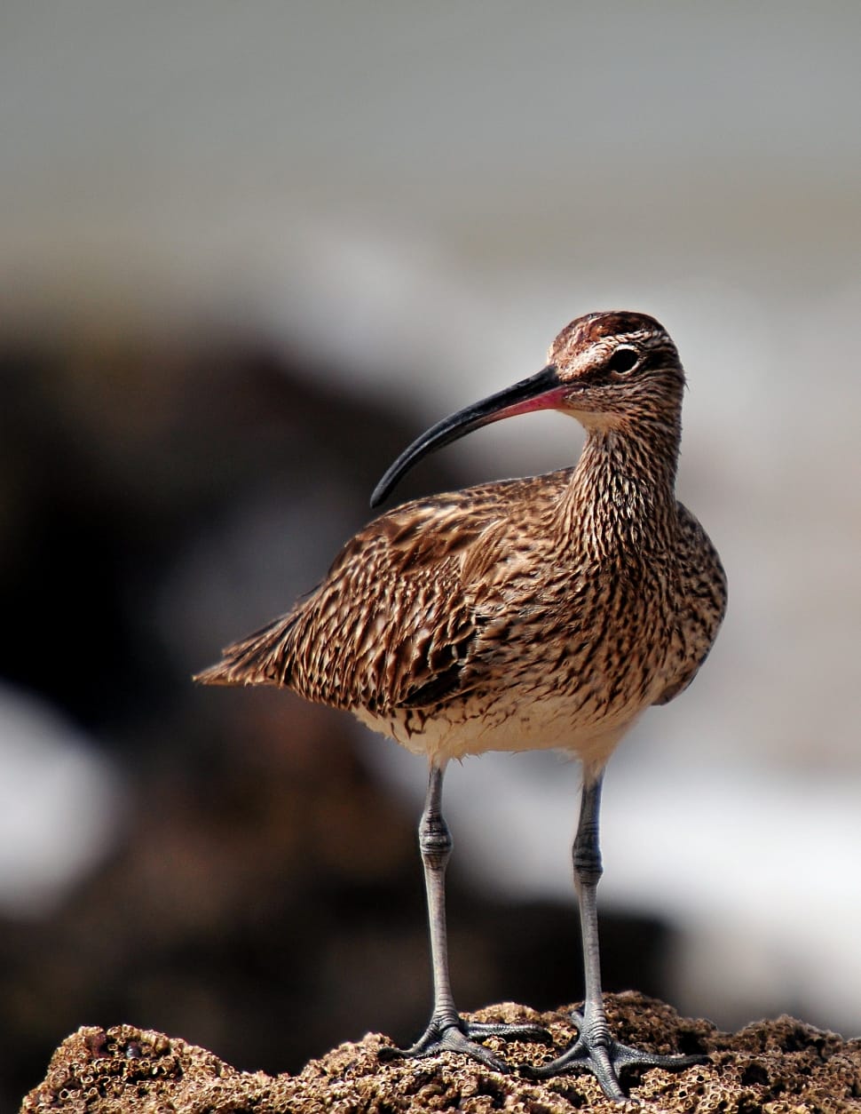brown curlew preview
