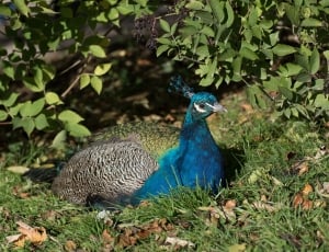 Colors, Blue, Beautiful, Peacock, peacock, one animal thumbnail