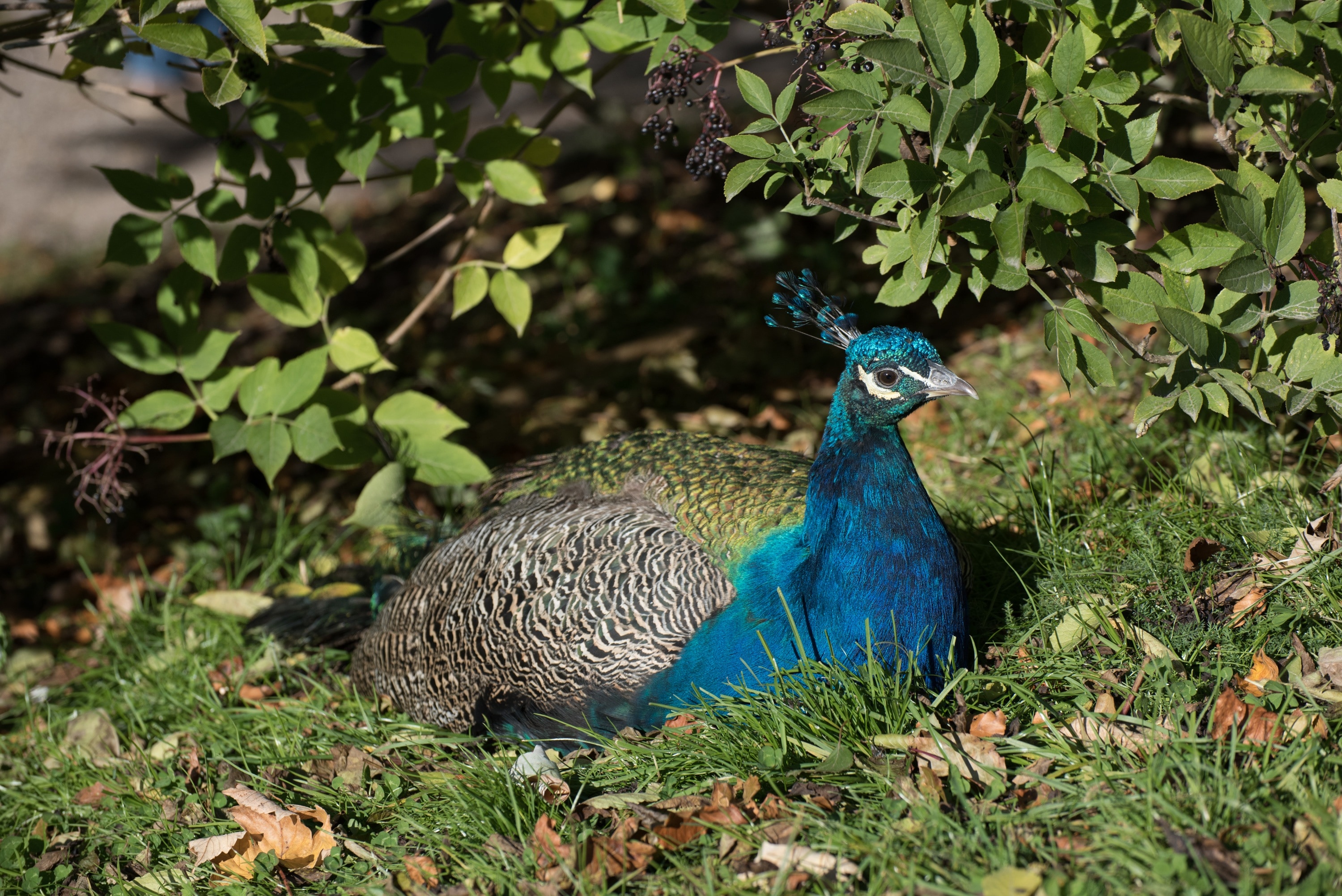 Colors, Blue, Beautiful, Peacock, peacock, one animal