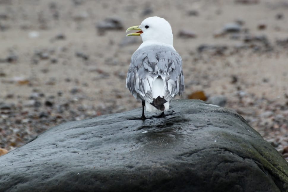 white and gray seagull preview