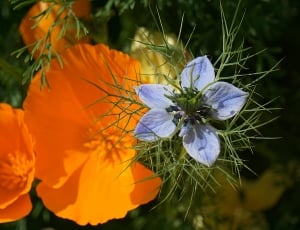 blue and orange flower plant thumbnail
