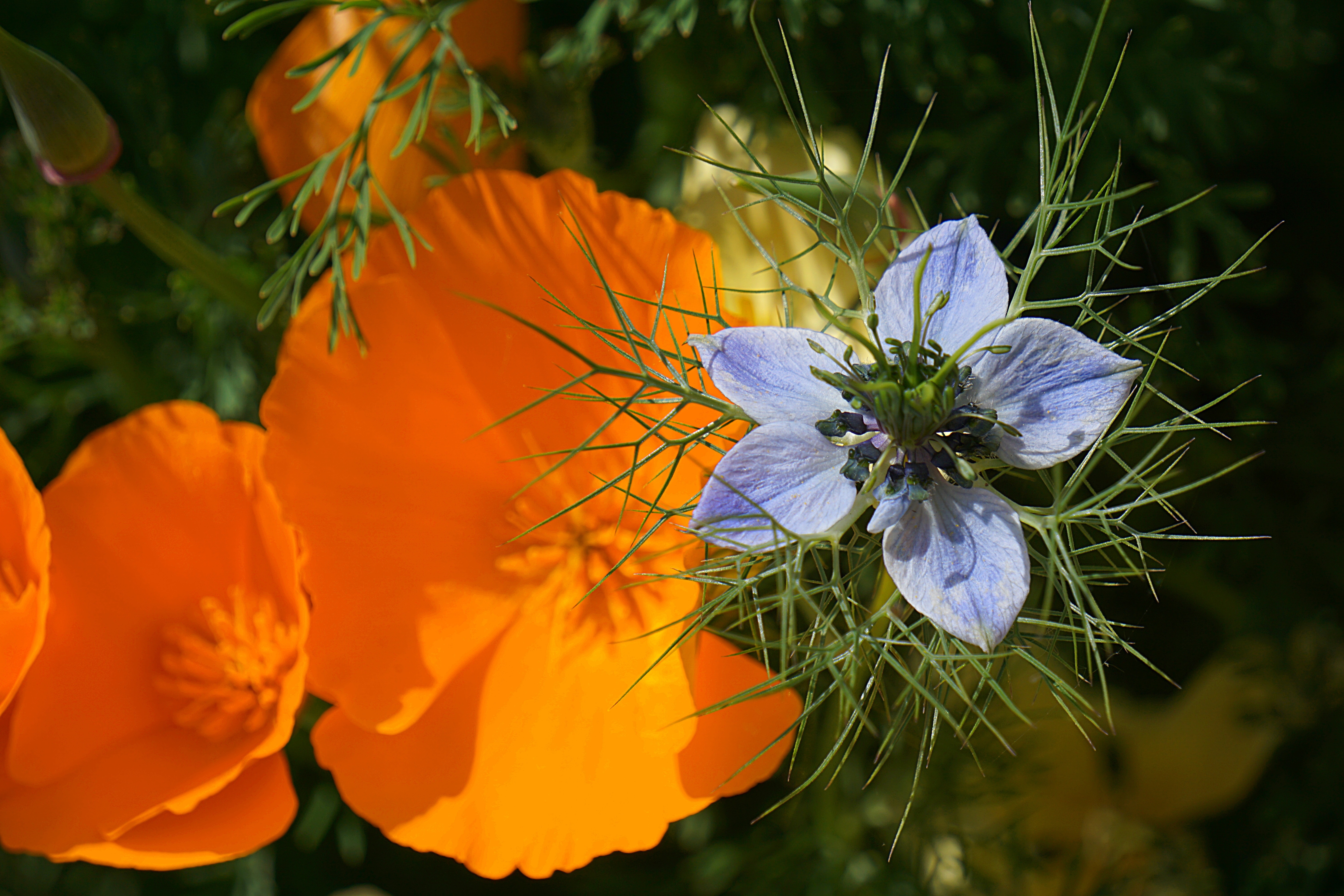 blue and orange flower plant