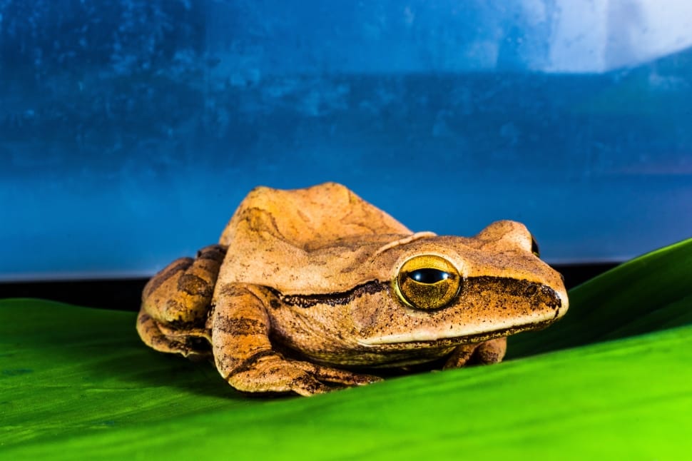 brown frog on green leaf preview