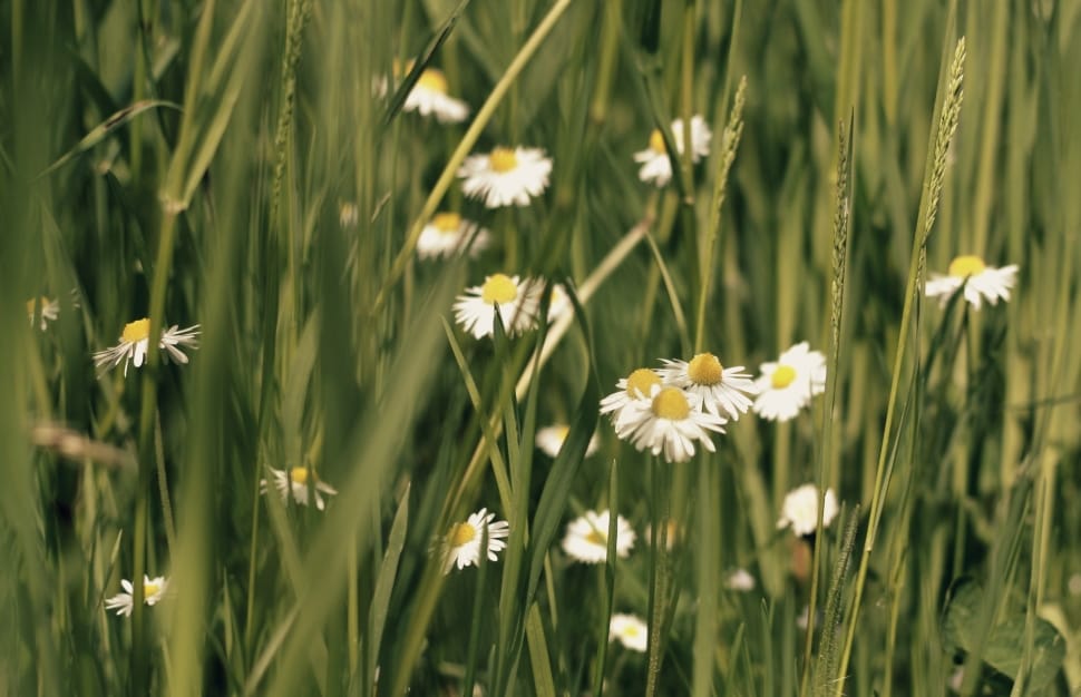 shallow photography of white daisy flowers preview