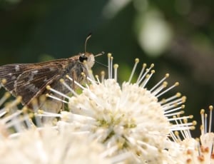 brown and white moth thumbnail