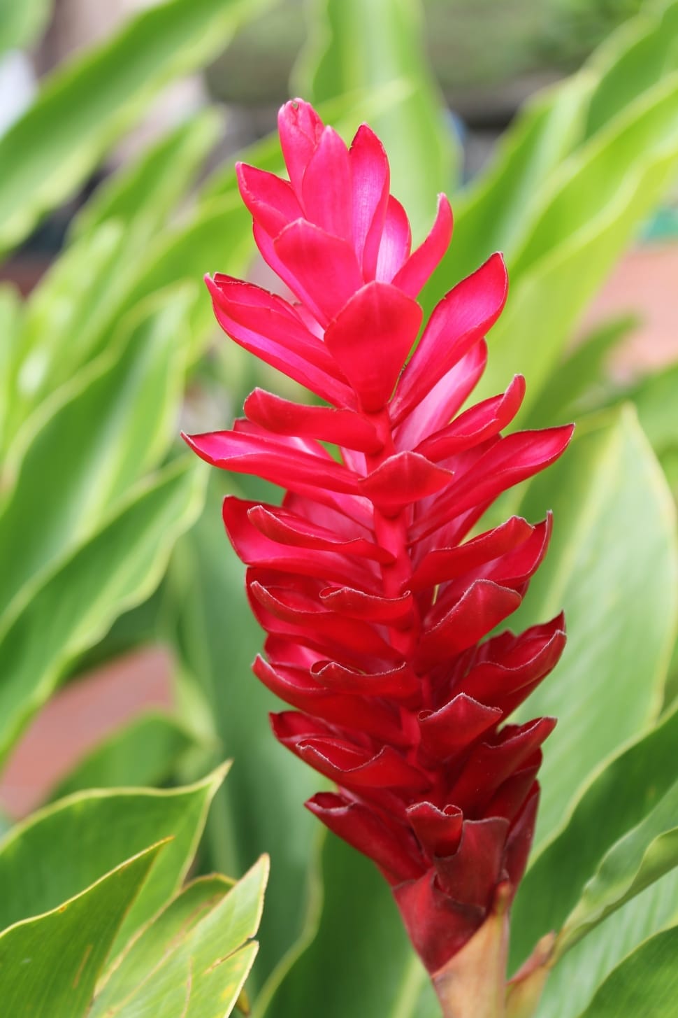 Pink, Bloom, Ginger, Plant, Blossom, flower, red preview