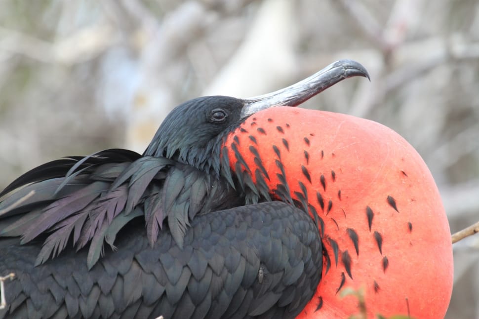 Bird, Red, Frigate, Galapagos Islands, bird, animal wildlife preview