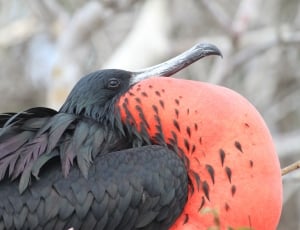 Bird, Red, Frigate, Galapagos Islands, bird, animal wildlife thumbnail