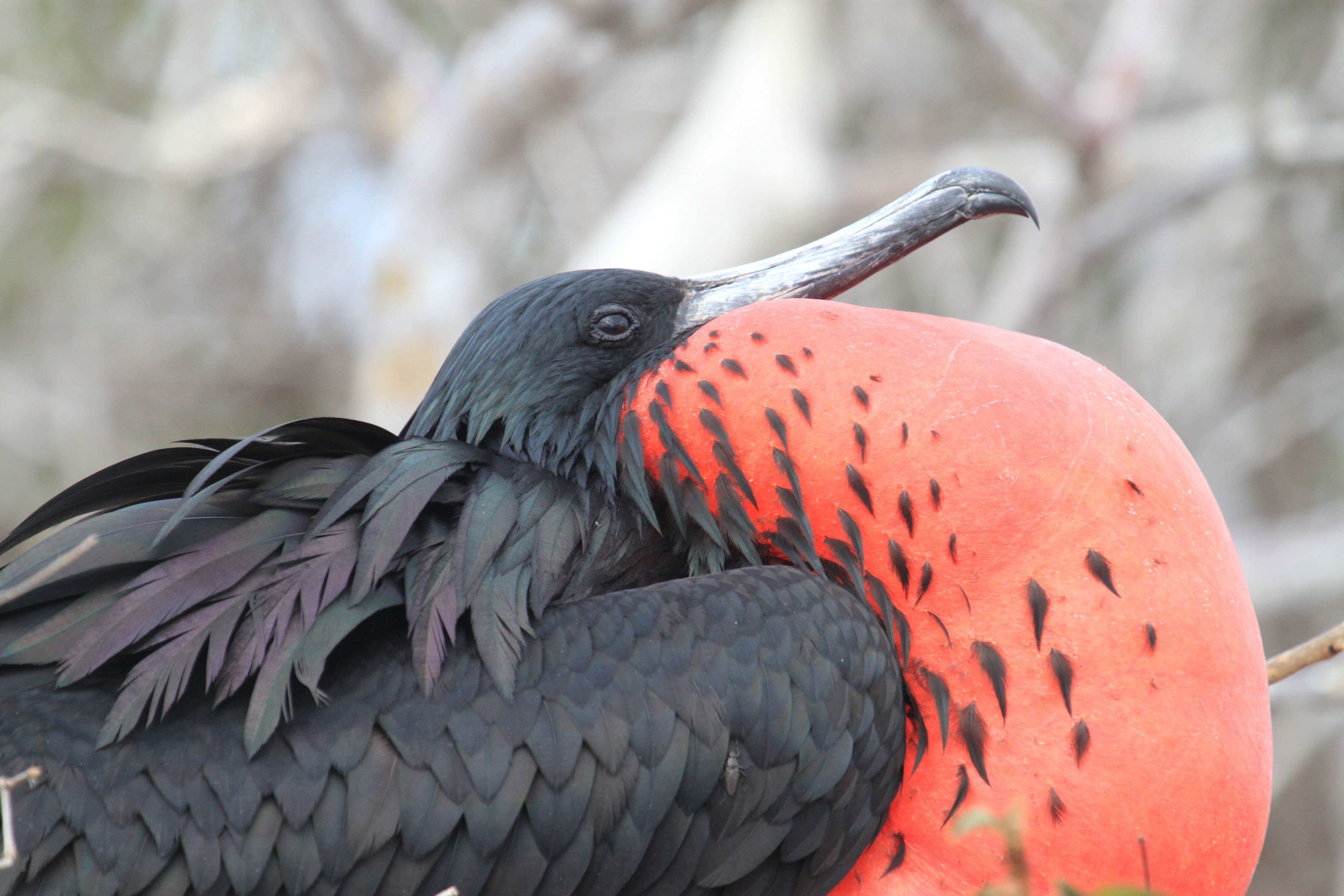 Bird, Red, Frigate, Galapagos Islands, bird, animal wildlife