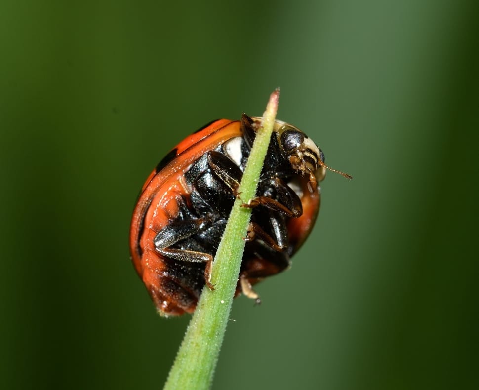 red and black ladybug on green leaf preview