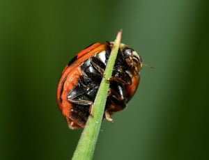 red and black ladybug on green leaf thumbnail