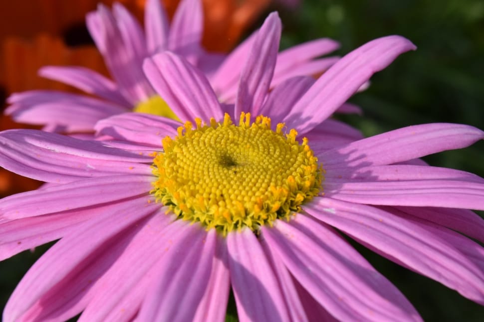 pink daisy flowers preview