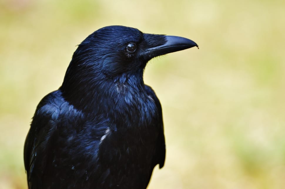 Bird, Crow, Raven Bird, Raven, Black, one animal, animal wildlife preview