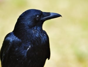 Bird, Crow, Raven Bird, Raven, Black, one animal, animal wildlife thumbnail