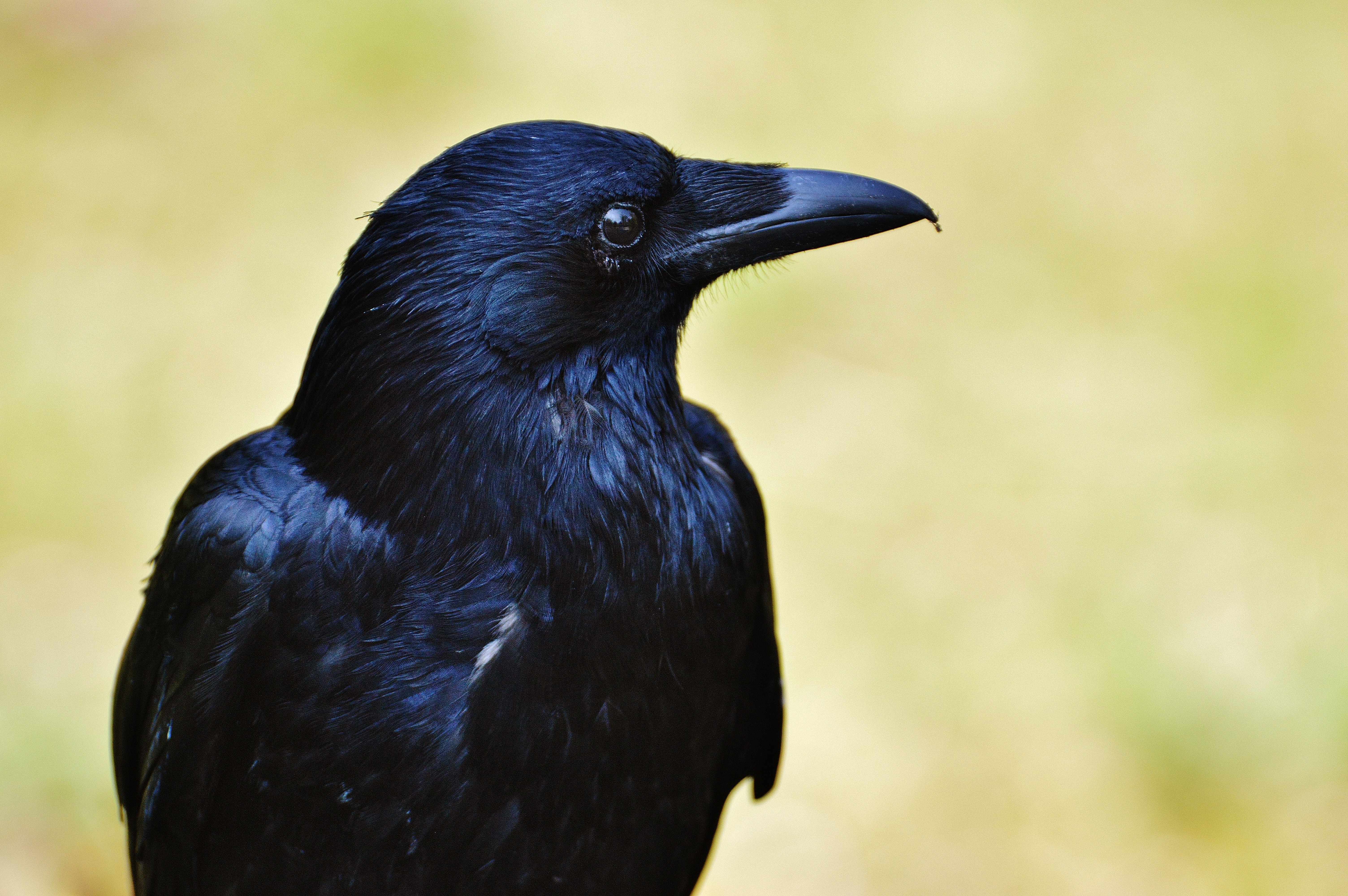 Bird, Crow, Raven Bird, Raven, Black, one animal, animal wildlife