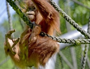 Orang Utan, Forest Human, Zoo, Climb, animal wildlife, one animal thumbnail