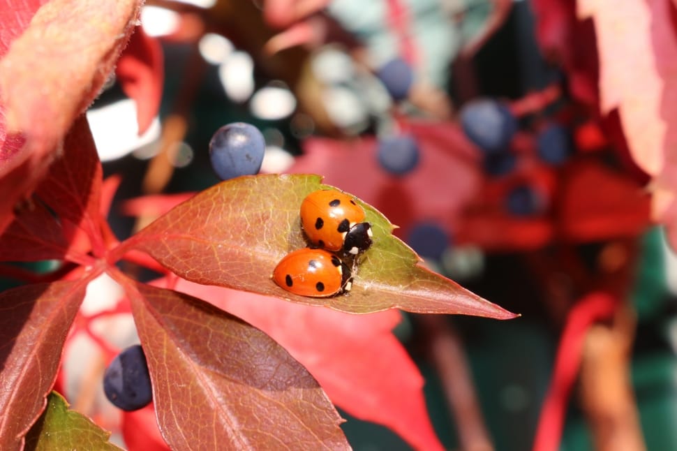2 ladybugs preview