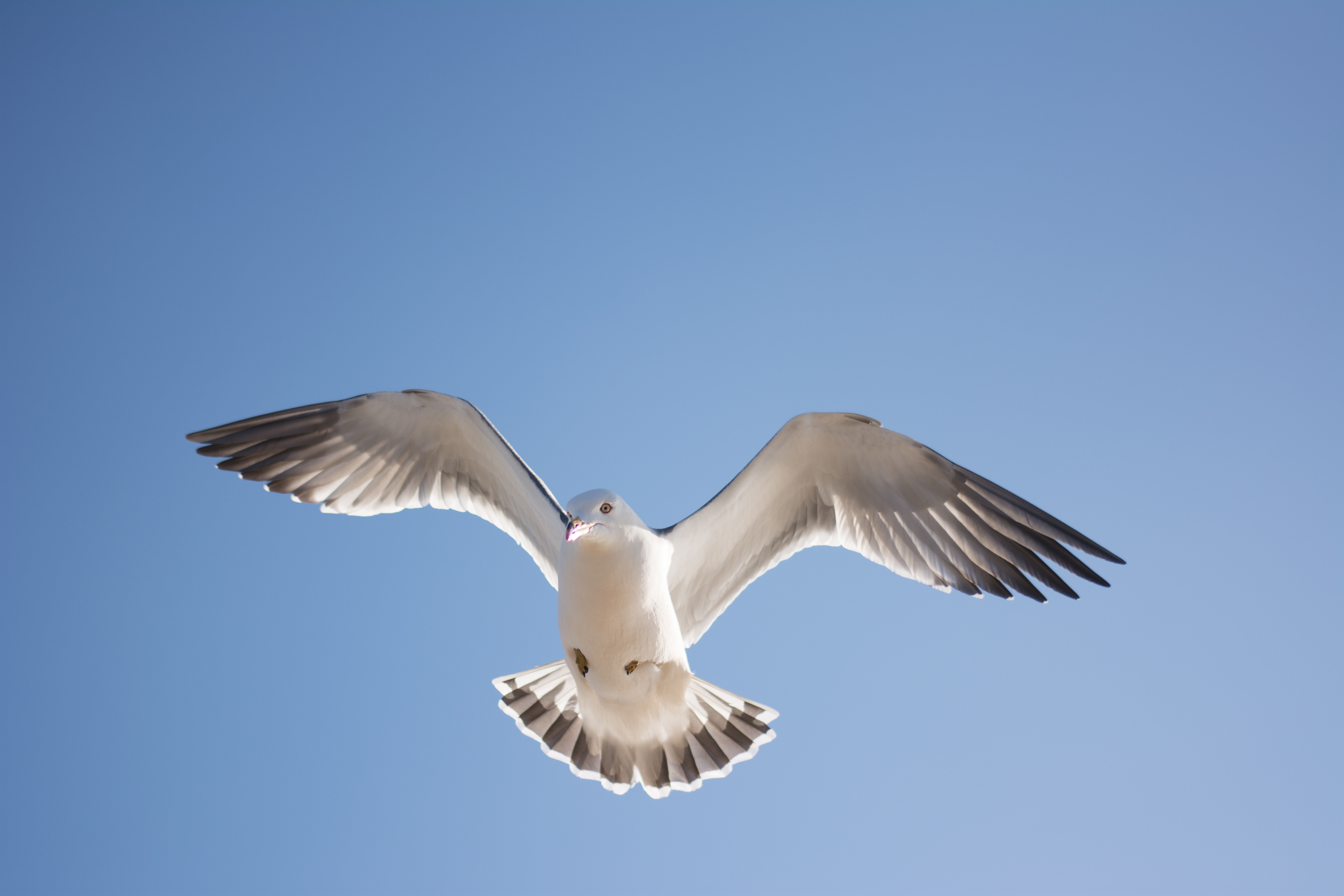 white gull