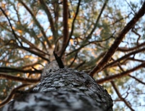 brown tree thumbnail