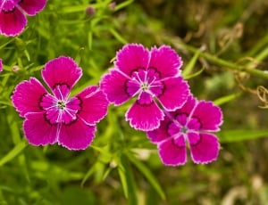 pink flower lot during daytime thumbnail