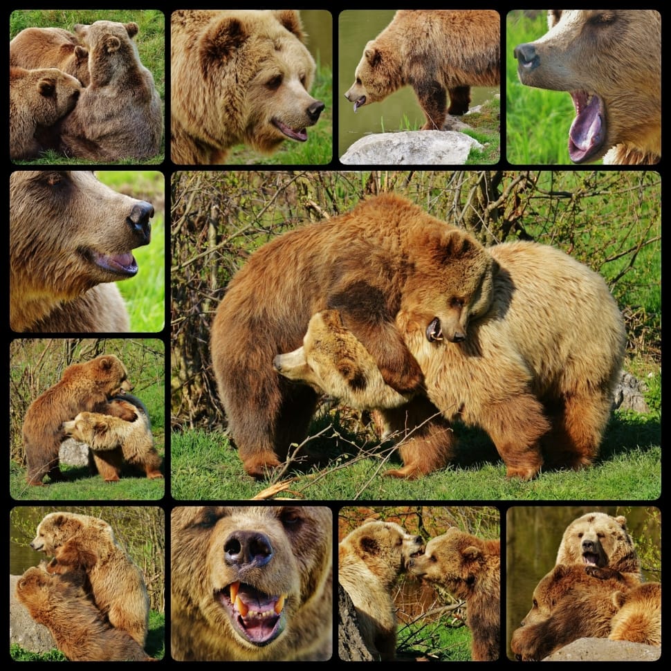 family of bears collage photo preview