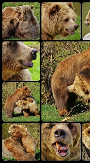 family of bears collage photo thumbnail