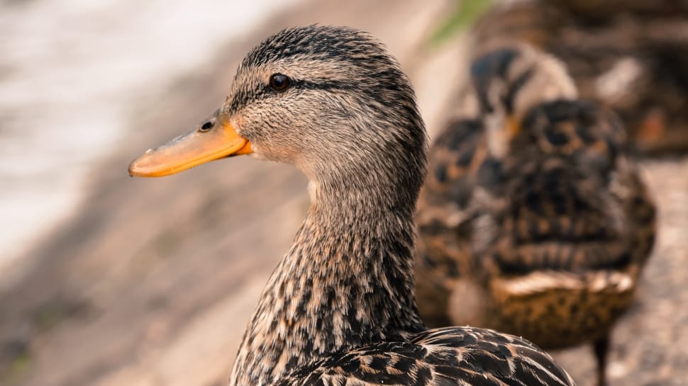 2 brown female mallard ducks preview