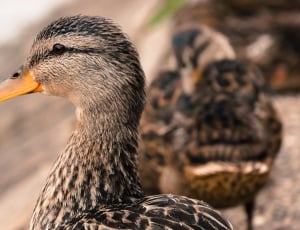 2 brown female mallard ducks thumbnail